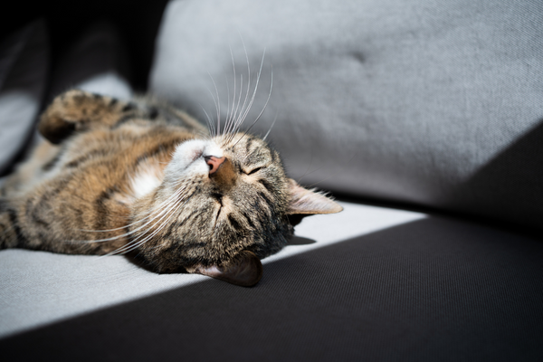 Why do cats sleep all the time?