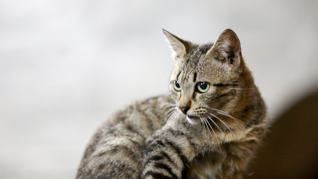 FIV in Cats: What You Should Know About Feline Immunodeficiency Virus
