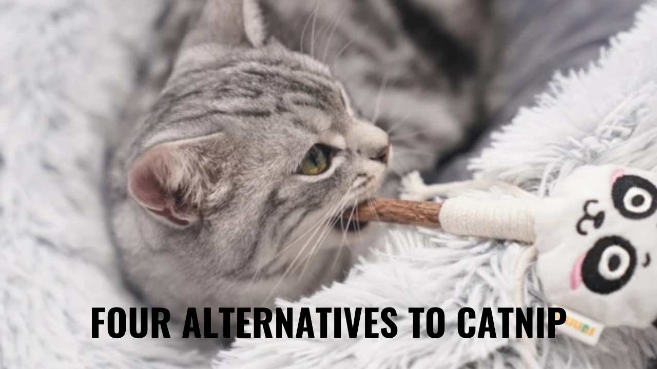 4 Great Alternatives to Catnip