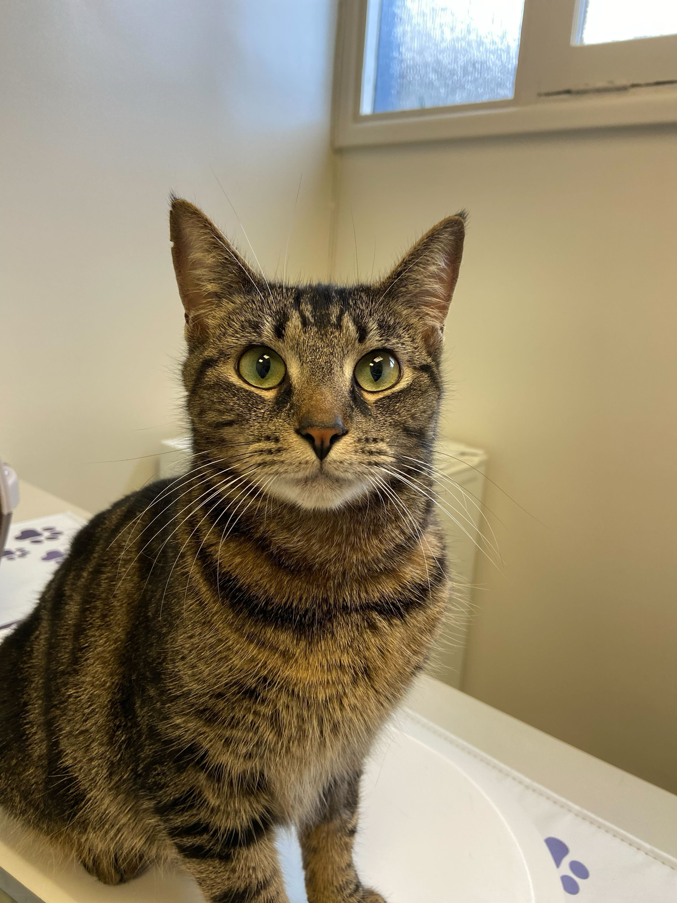 Marianne - Adopted