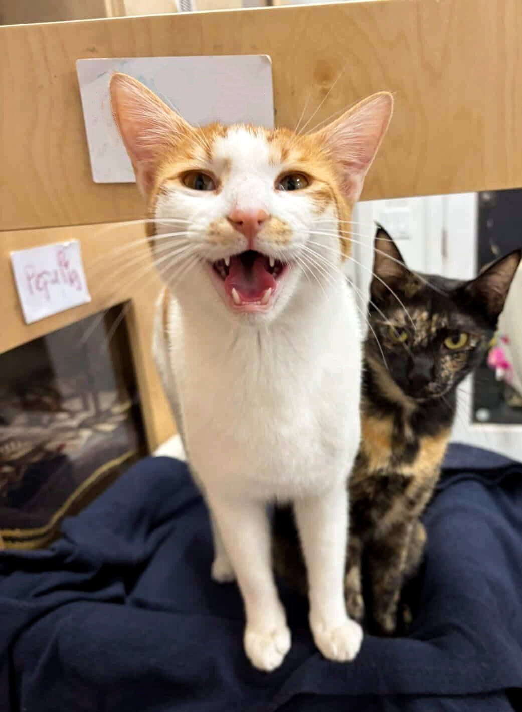 Finn - Adopted