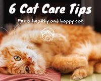 6 cat care tips title image