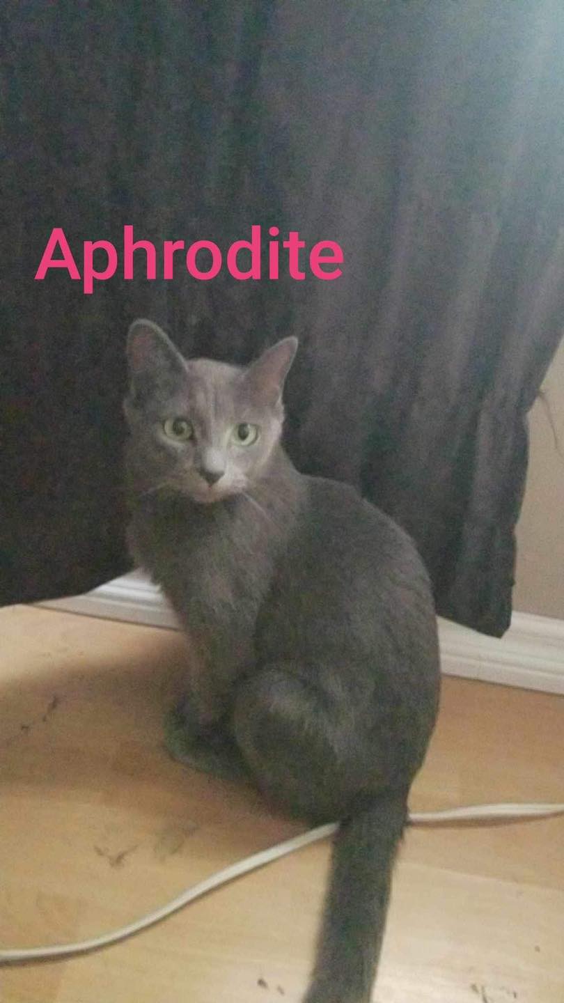 Aphrodite - ADOPTED