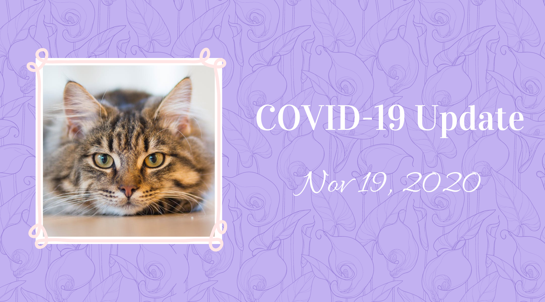 Covid Update November 19th