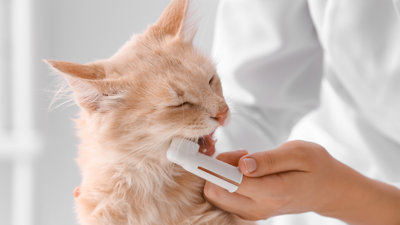 How to care for your cat's teeth