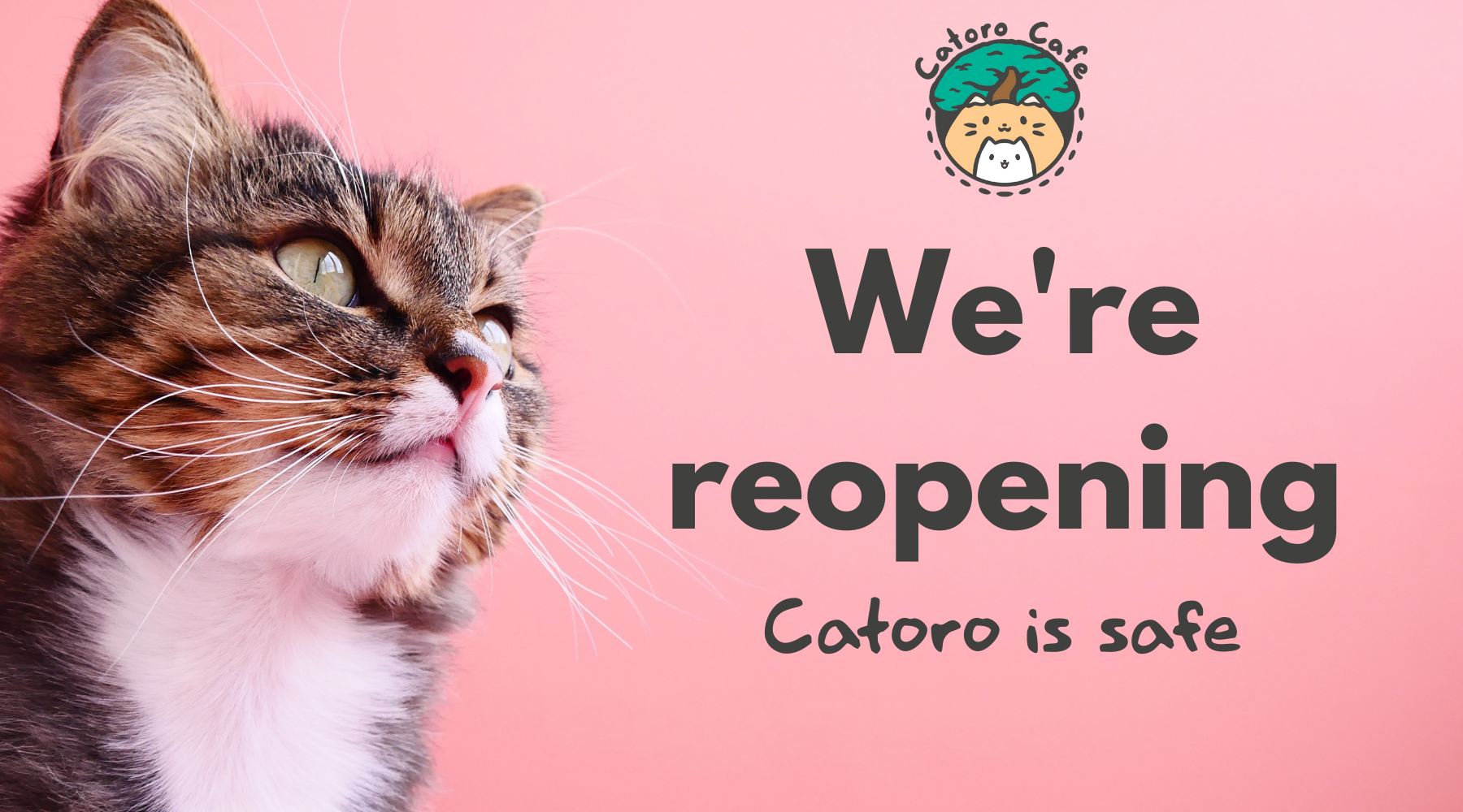 Catoro is Safe - We're Reopening