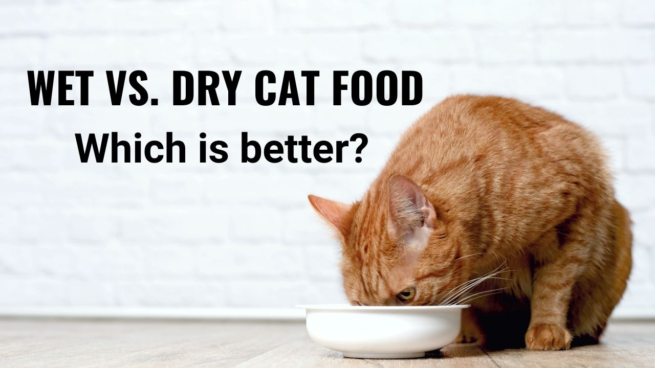 Wet vs. Dry Cat Food - Which is Better?