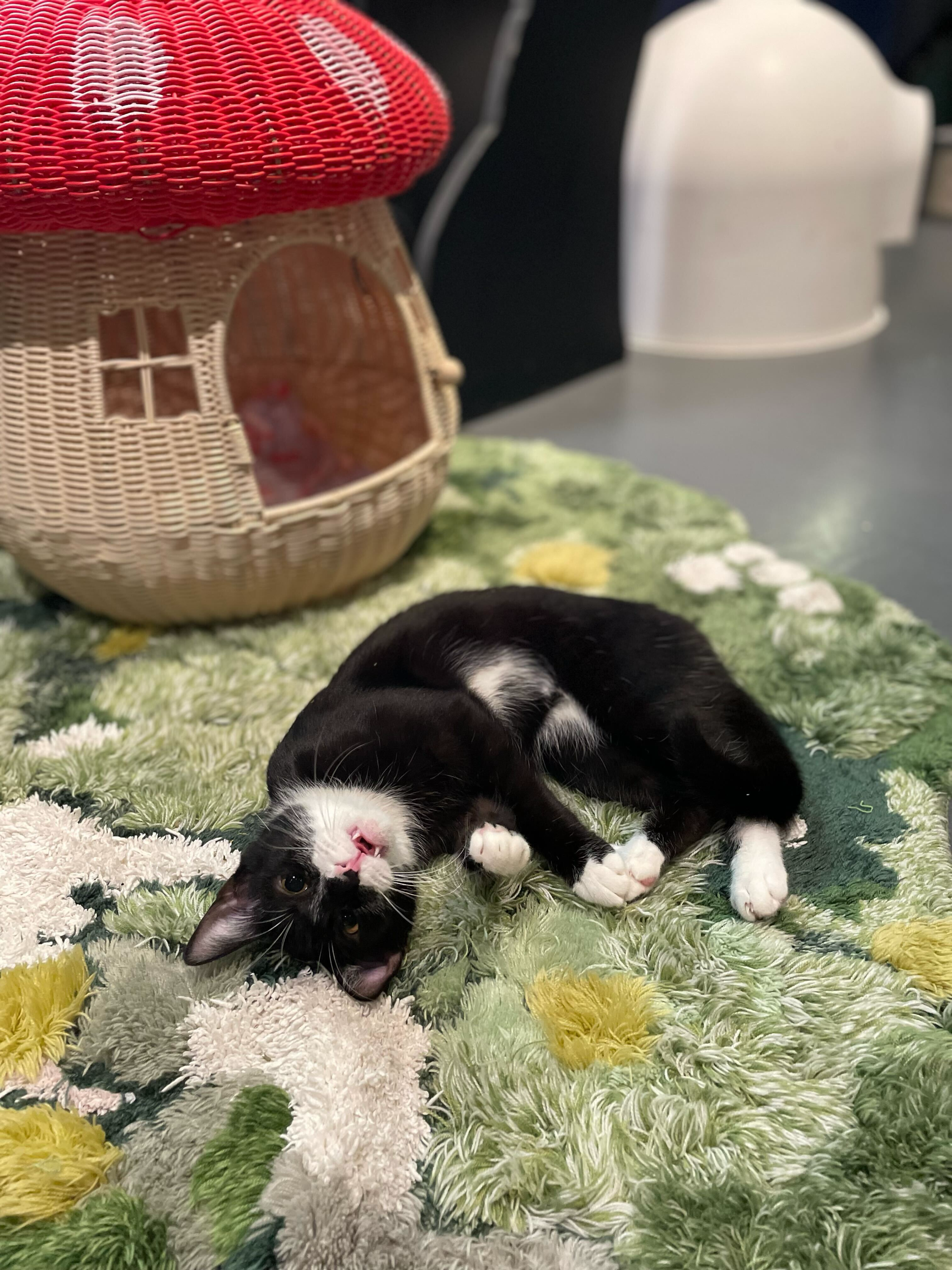 Mimi (Midnight) - Adopted