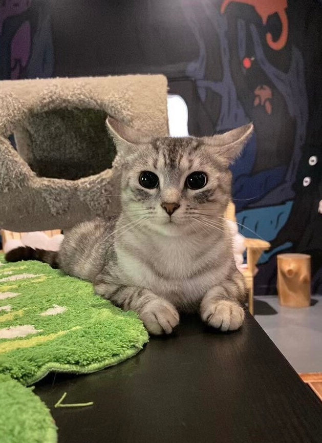 Frankie - Adopted