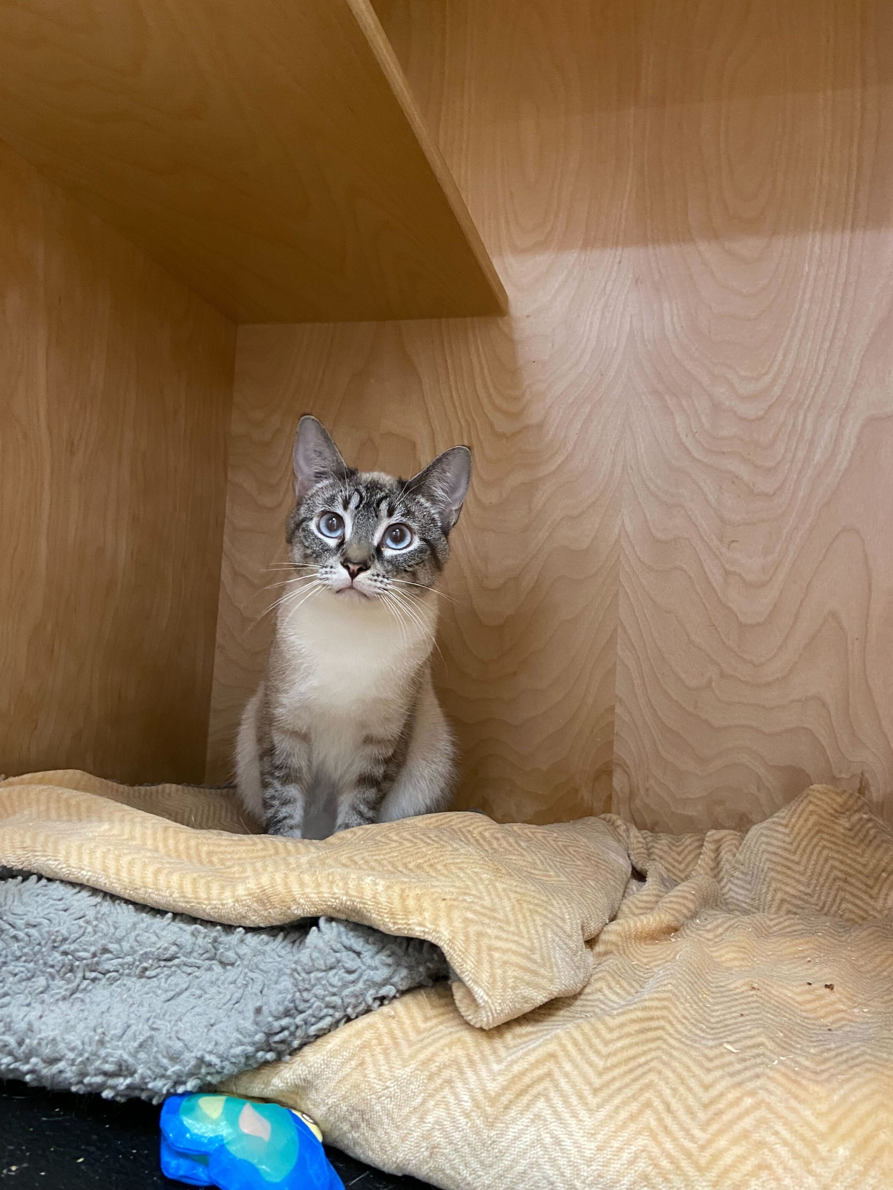 Star - Adopted