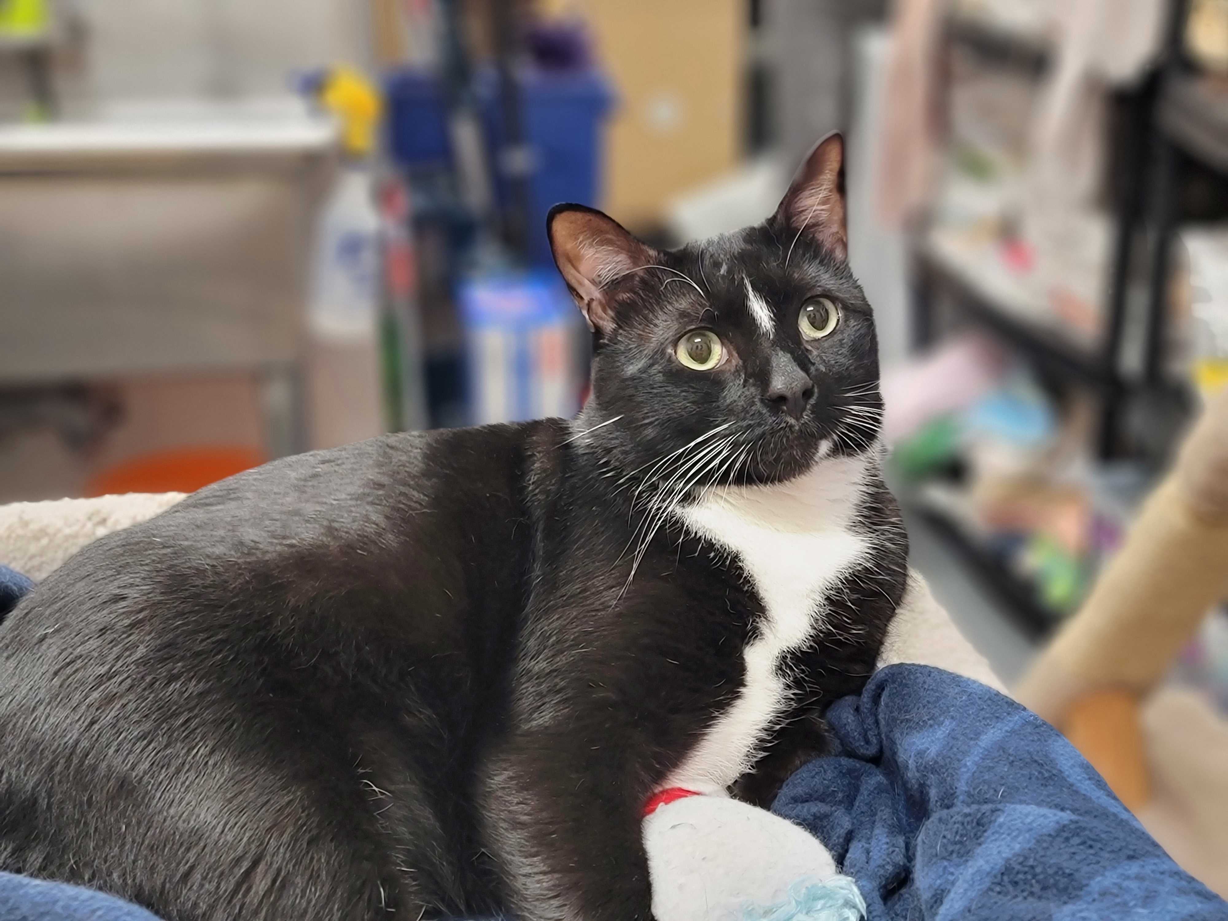 Sylvester | ADOPTED
