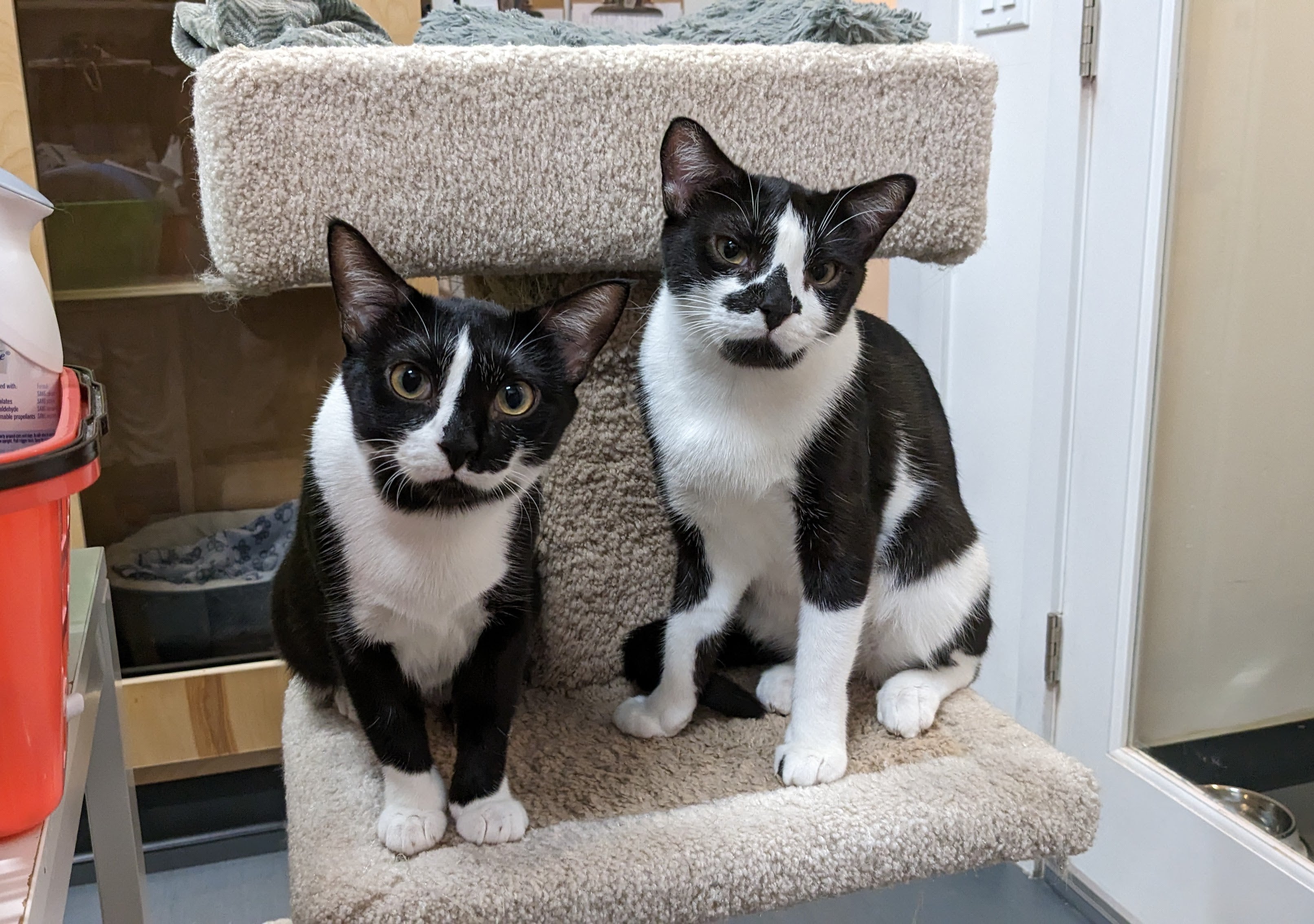 Inky & Foxy | ADOPTED