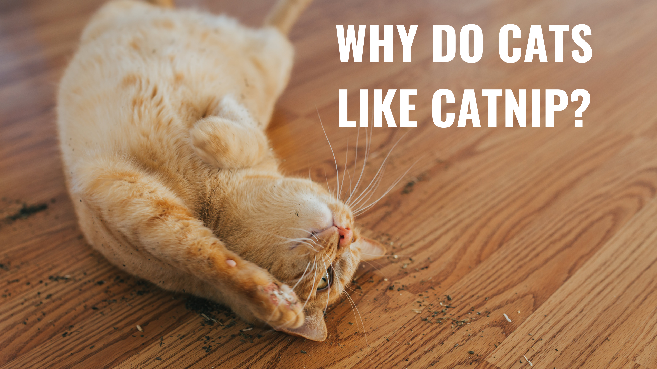 Why do cats like catnip?