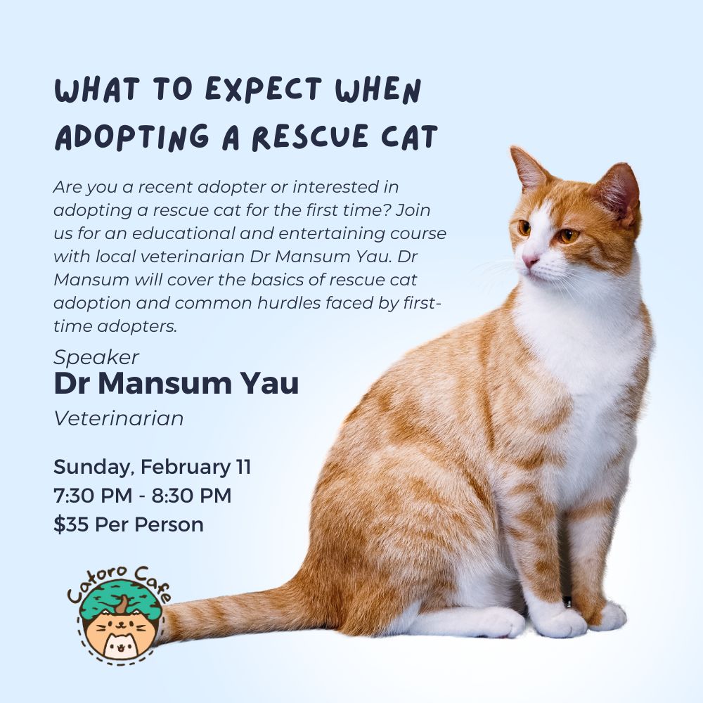 What to Expect When Adopting a Rescue Cat - February 11