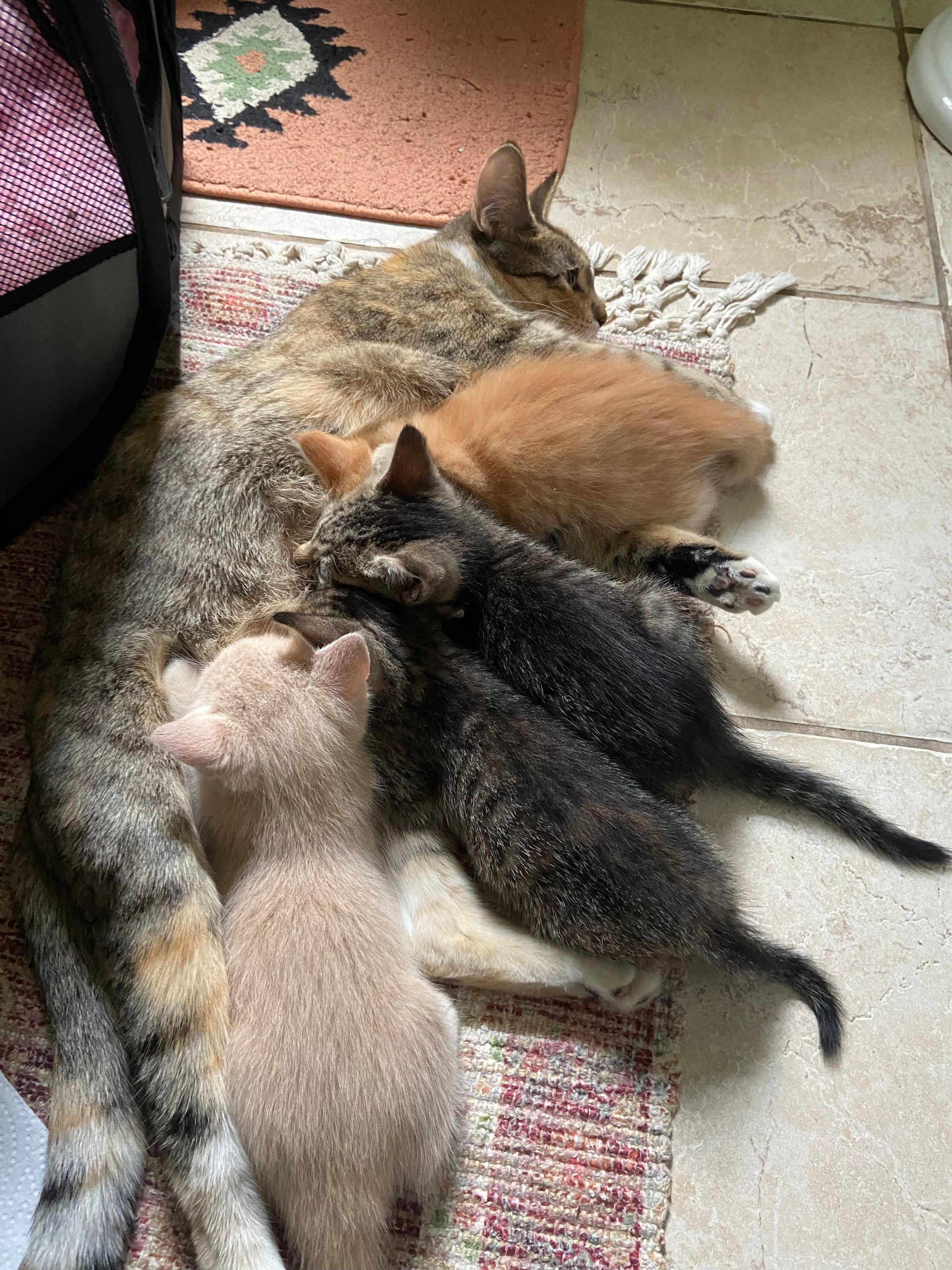 Help Maple & Her 4 Kittens