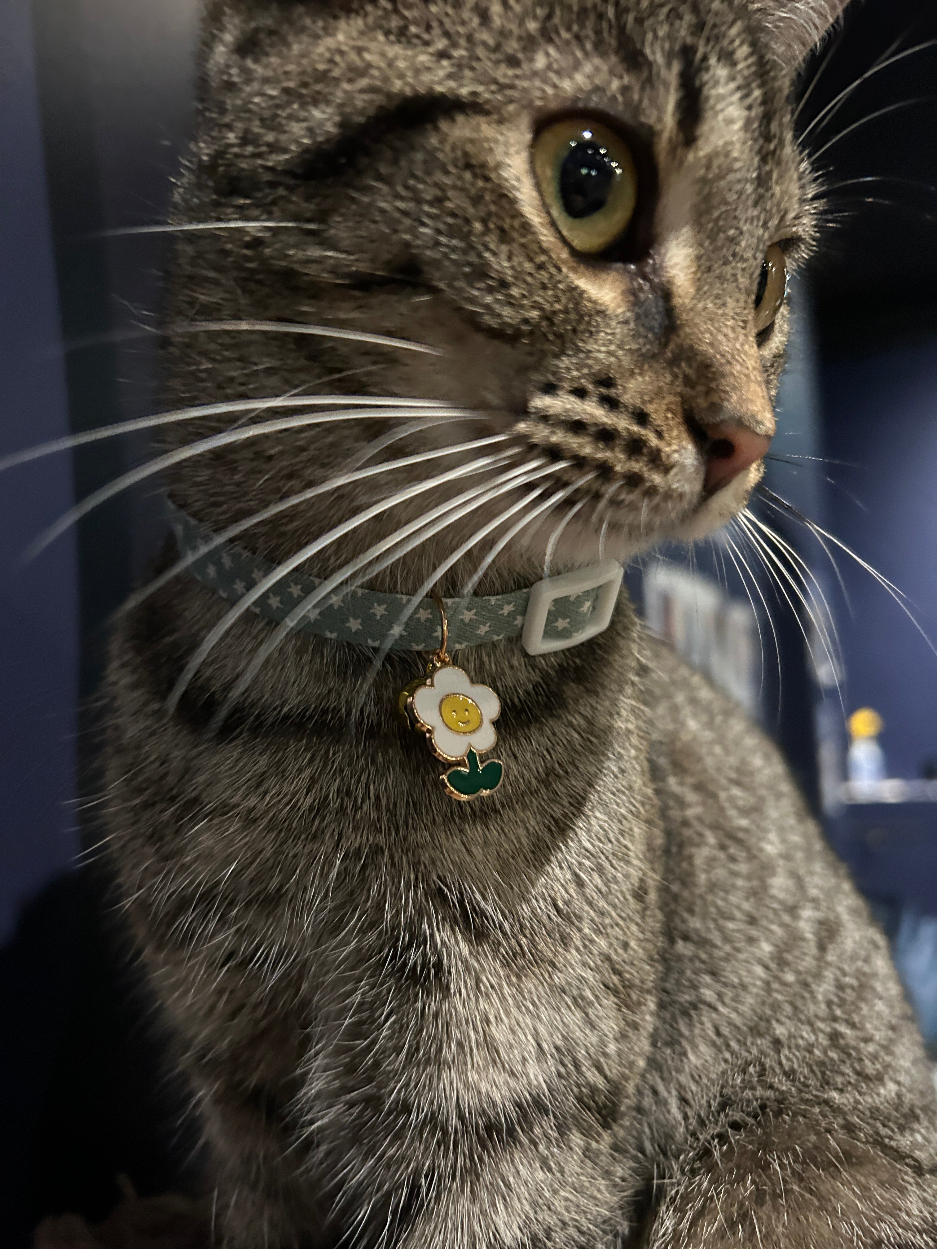Cat Collar Accessory