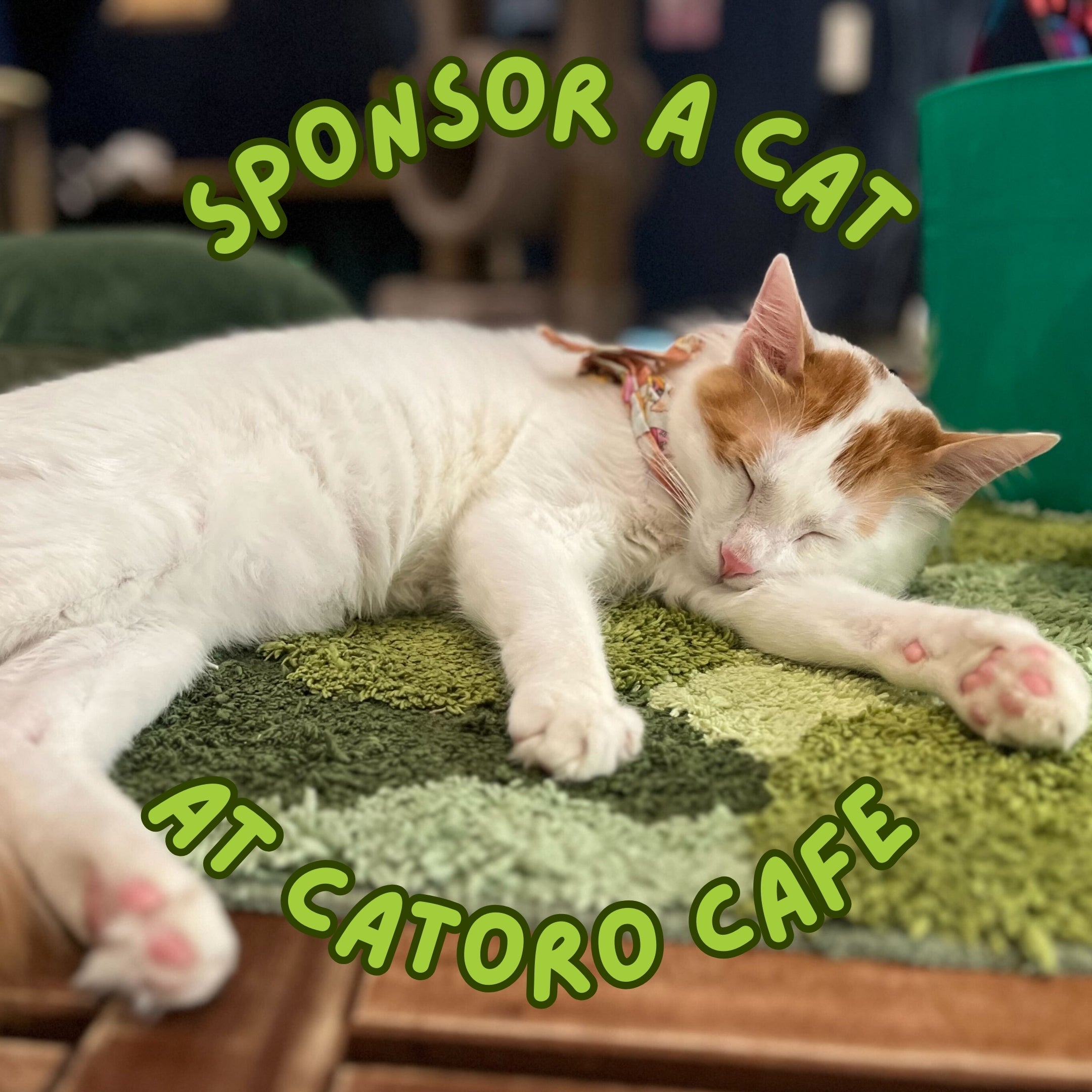 Catoro Sponsor Bundle