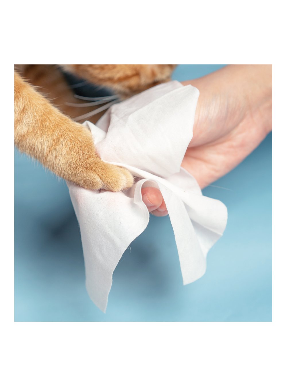 Pet Sanitary Wet Wipes - Catoro