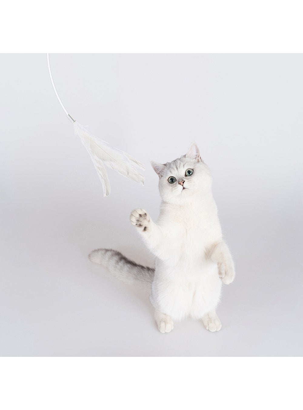 Extended Cat Teaser - Catoro