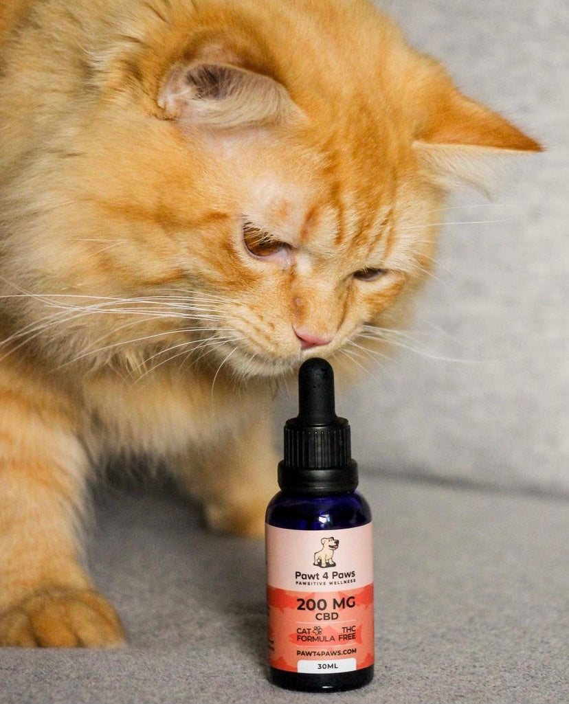 Pawt4Paws CBD Oil For Cats - Salmon Flavour