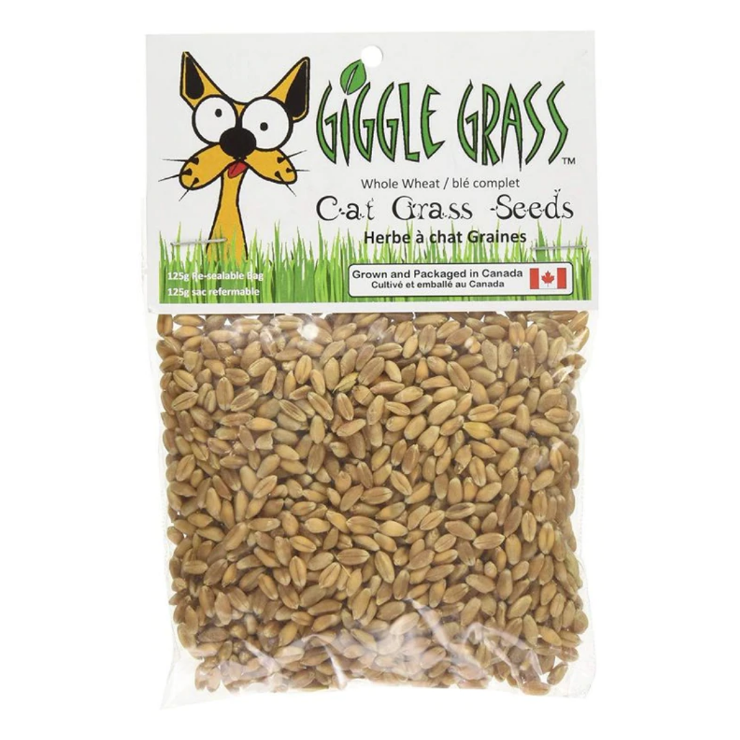 Giggle Grass Oat Cat Grass Seeds 125 gm