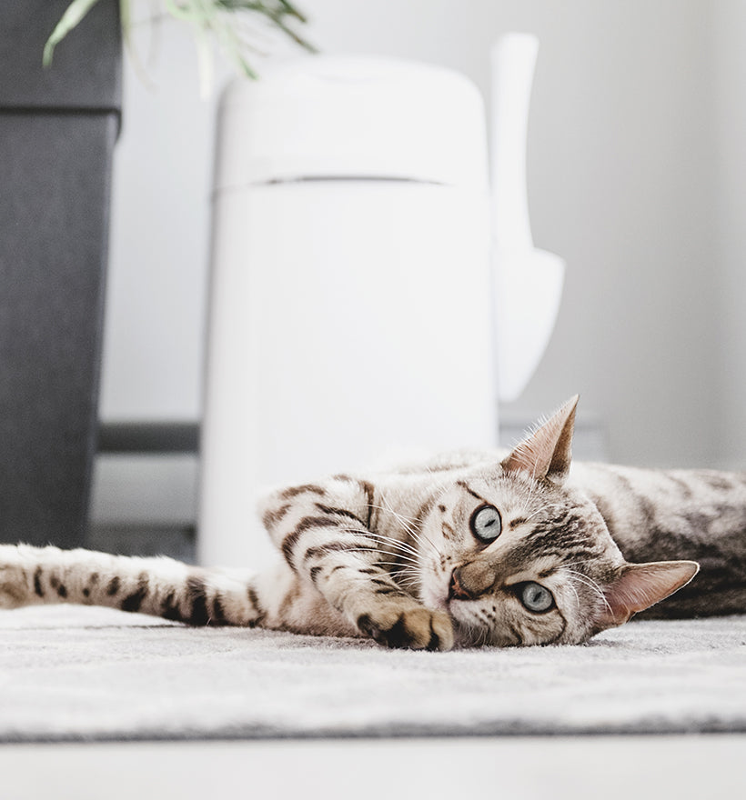 LitterLocker Design Plus Cat Litter Pail